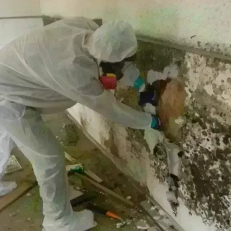 Mold Remediation and Removal in Juncos, PR